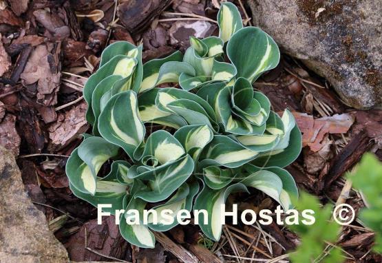 Hosta Snow Mouse